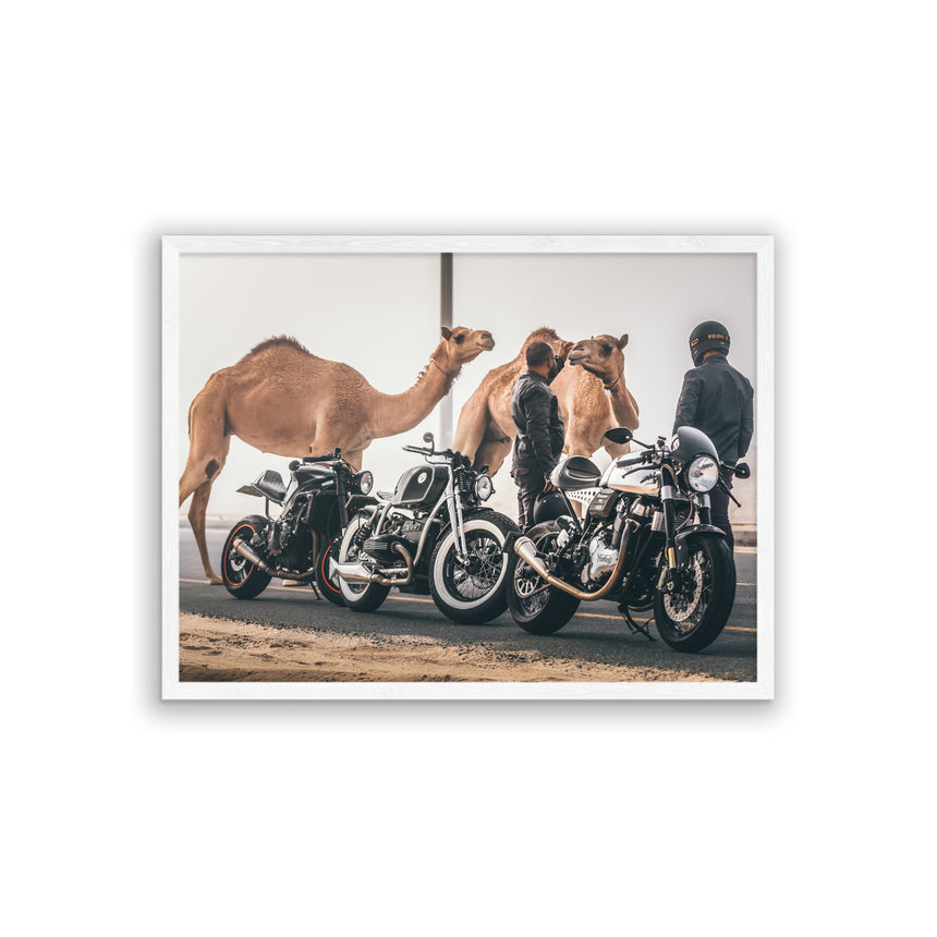 Fine Art Photo Print // Camel Racer Crew