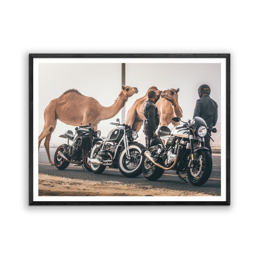 Fine Art Photo Print // Camel Racer Crew