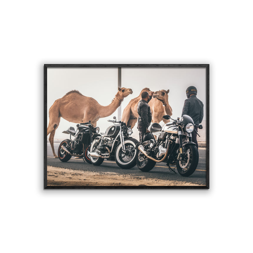 Fine Art Photo Print // Camel Racer Crew